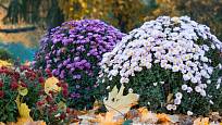Chryzantémy vykouzlí barevná podzimní aranžmá