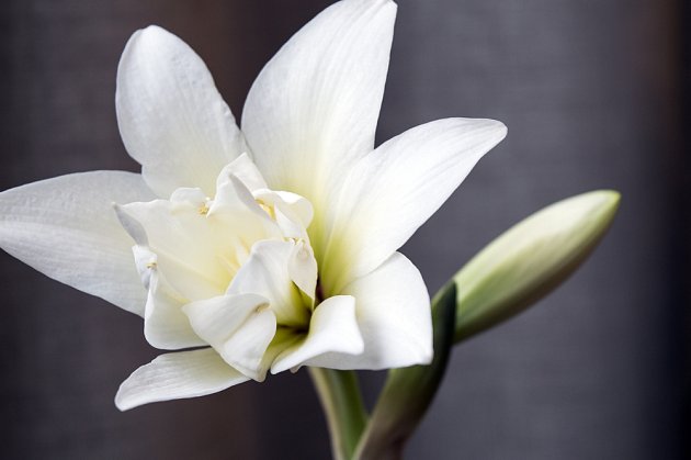 Hvězník může nést i bílé, plné květy