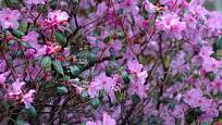 Časně kvetoucí azalka Rhododendron praecox