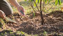 Hnojivo aplikujeme především pod obvodem koruny stromku