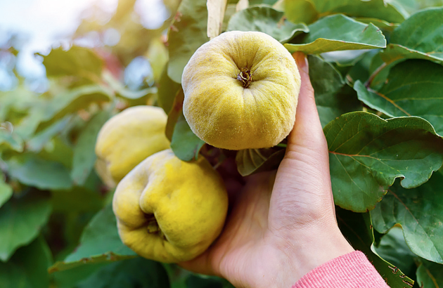 Plody bývají tvarem podobné jablku