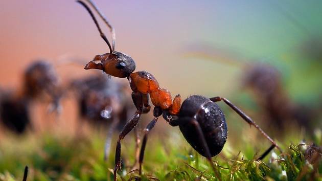 Trápí vás mravenci na zahradě, kteří si dělají pravidelně výlet do vaší kuchyně