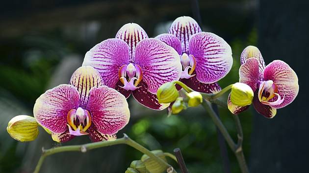 Kořeny orchidejí potřebují světlo a vzduch.