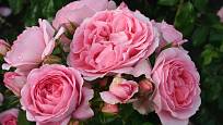 Růže odrůdy Rosenfee