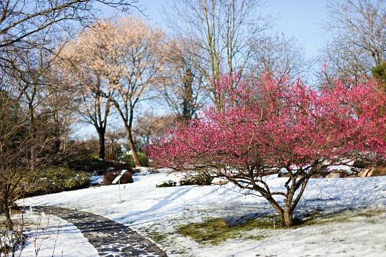Meruňka japonská (Prunus mume 'Benishidori') rozkvétá již koncem zimy. Foto 18. 2. 2016