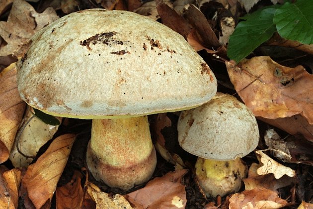hřib Fechtnerův - vzácná a zákonem chráněná houba