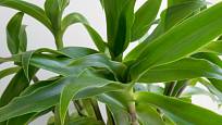 Kalísie (Callisia fragrans) patří mezi oblíbené léčivé rostliny.