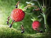 Pro jahody mají mravenci obzvlášť velkou slabost.