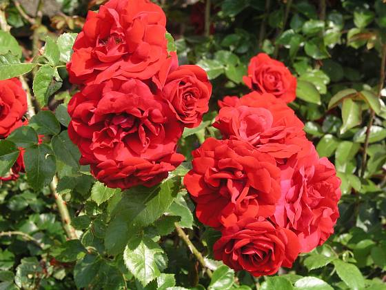 Amadeus (Kordes, Německo, 2003). Výrazná a neblednoucí červená barva, květ asi 8 cm velký; výška růže 3 m. Opakovaně kvetoucí