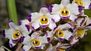 Orchidejí rodu Dendrobium je více než tisíc druhů, jedním z nich je Dendrobium wardianum.
