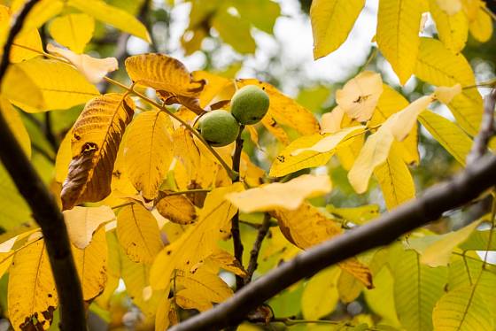Listí ořešáku se na podzim zbarvuje do žlutých tónů.
