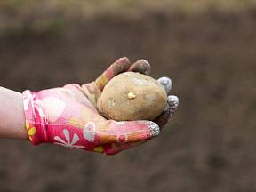 Jaký je nejlepší způsob pěstování brambor? O svůj nejoblíbenější způsob se podělila zkušená zahradnice. 