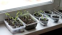 Při pěstování zeleninové sadby v bytě bývá častým problémem nedostatečné osvětlení.