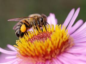 Včely samotářky jsou pro zahradu i přírodu nesmírně důležité.