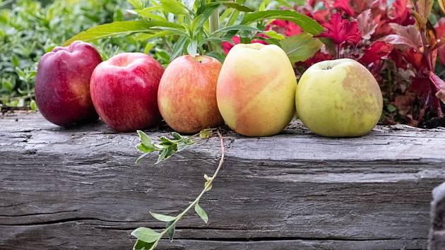 Které odrůdy jabloní byste určitě měli mít na zahrádce?