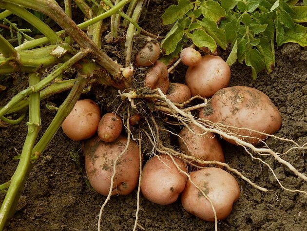 Bohatou úrpdu brambor zajistí kvalitní půda a hojné hnojení