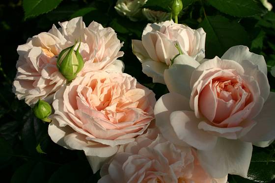 mnohokvětá růže, odrůda Garden of Roses