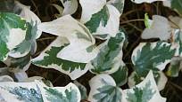 Břečťan kanárský (Hedera canariensis)