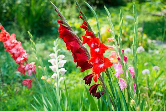 Mečík (Gladiolus) vypadá půvabně na záhonu i ve váze.