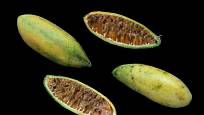 Plod mučenky banánové (Passiflora mollissima).