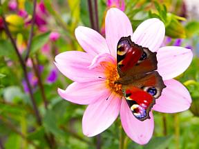 Které květiny přilákají na zahradu užitečný hmyz?