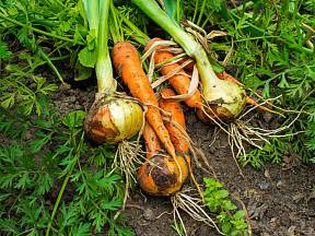 Pěstování cibule je jednoduché, vysaďte ji s mrkví.