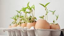 Vaječné skořápky poskytnou prostor pro rostliny