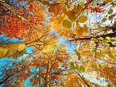 podzimní barvy listů a lístků