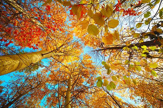 podzimní barvy listů a lístků
