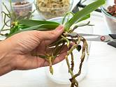 Pokud stále existuje alespoň část zdravého kořenového systému, rostlina se může uzdravit.