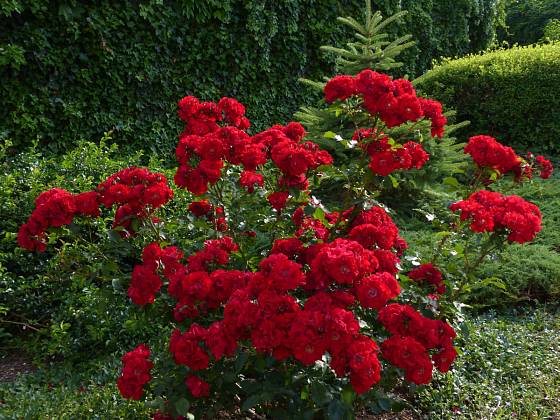 Keřová růže Roter Korsar