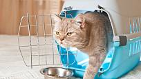 Pro převoz kočky k veterináři je nejpraktičtější bezpečná přenoska.