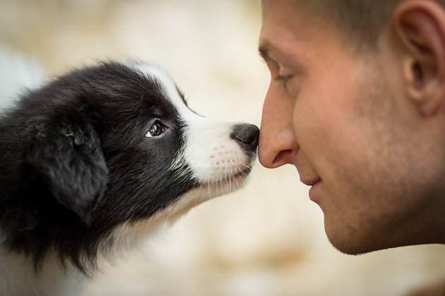 Čichem zjišťují psi velmi důležité informace o svém okolí i o svých lidech. 