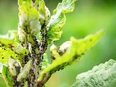 Mšice jsou drobný hmyz, který se v počátcích napadení rostlin objevuje na spodních částech listů, kde s chutí vysává buněčnou šťávu.