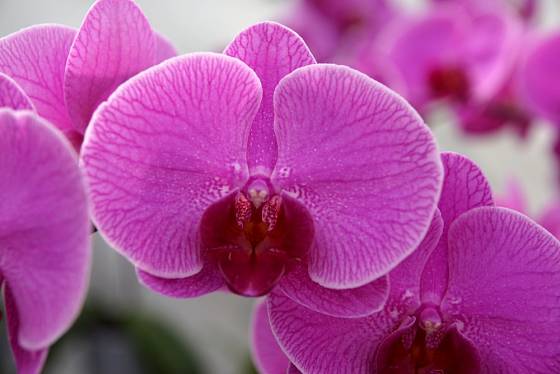 Květy orchidejí jsou podmanivě krásné.
