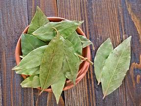 Bobkový list je nejen koření, ale i léčivá bylina.
