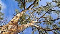 vzrostlé eukalypty jsou krásné stromy