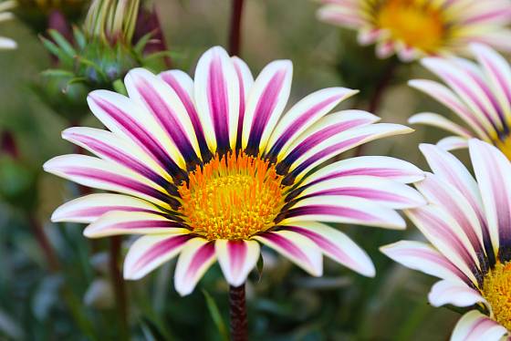 Sluncemilné gazánie patří mezi atraktivní letničky s velikými květy
