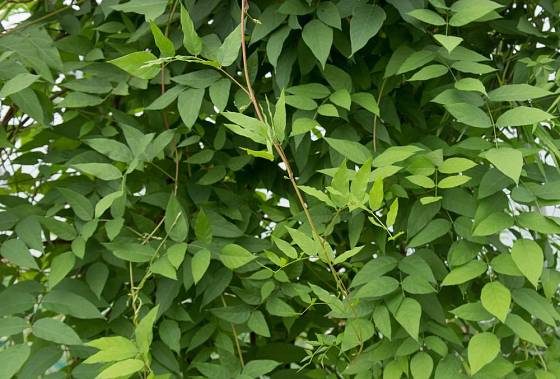 Hlízola nachová (Apios americana) je popínavá rostlina