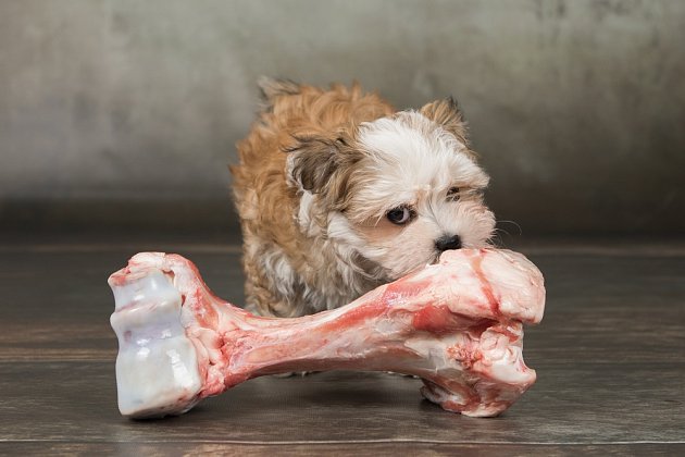 I malý pes dokáže stisknout sebevětší kost silou až 14 kg/cm2