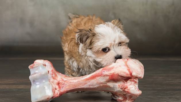 Kosti pro psa: Některé ho mohou i zabít