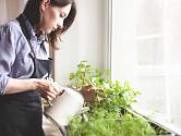 Vypěstujte z bylin ze supermarketu zdravím překypující rostliny.