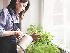Vypěstujte z bylin ze supermarketu zdravím překypující rostliny.