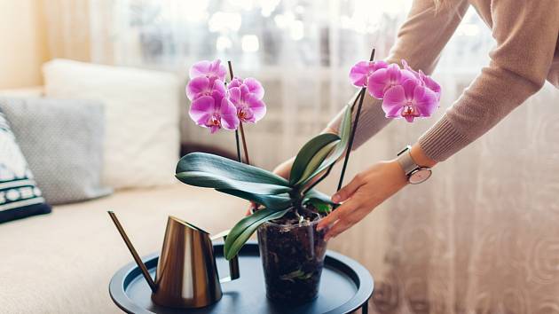 Orchidejím se bude líbit, když do zálivky přidáme kávovou sedlinu