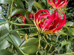 Glorióza (Gloriosa superba) má atraktivní květy.