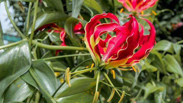 Glorióza (Gloriosa superba) má atraktivní květy.