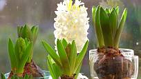 Hyacinty lze pěstovat i hydroponicky