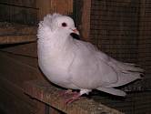 Mezi nejkrásnější barevné rázy montaubánců patří bílí holubi