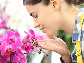 Víte, co s orchidejí po odkvětu?