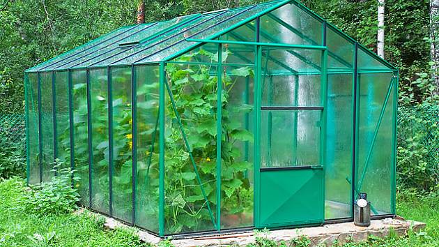 Salátové okurky rostou ve skleníku velmi bujně